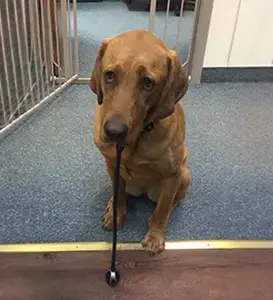 Harper, certified D.O.G.