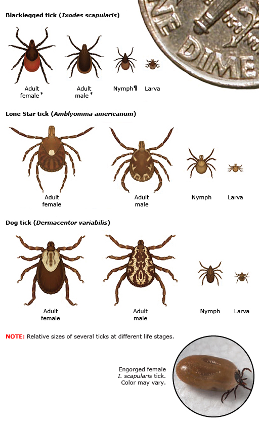 Illustration comparing sizes and appearances of Blacklegged, Lone Star, and Dog ticks at adult, nymph, and larva stages, with a dime for scale and a close-up of an engorged female tick.